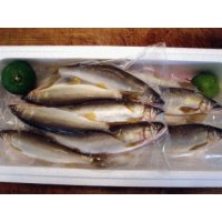 四万十川産天然鮎（冷凍・1kg入り・送料込商品）