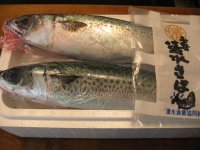 活き締め清水サバ2本セット