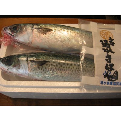 画像1: 活き締め清水サバ2本セット