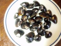 四万十川産しじみ２００g（送料別商品）